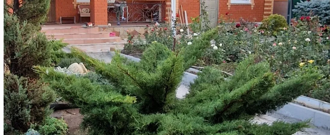 Тот же можжевельник после формирования